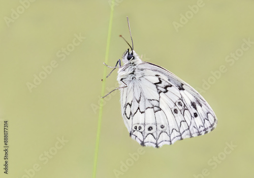 Marbled White - Melanargia Galathea - Dambordje