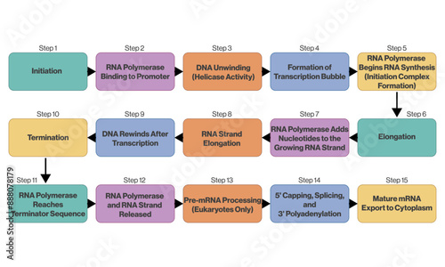 Detailed Vector Flowchart of DNA Transcription, Scientific Illustration on White Background.

