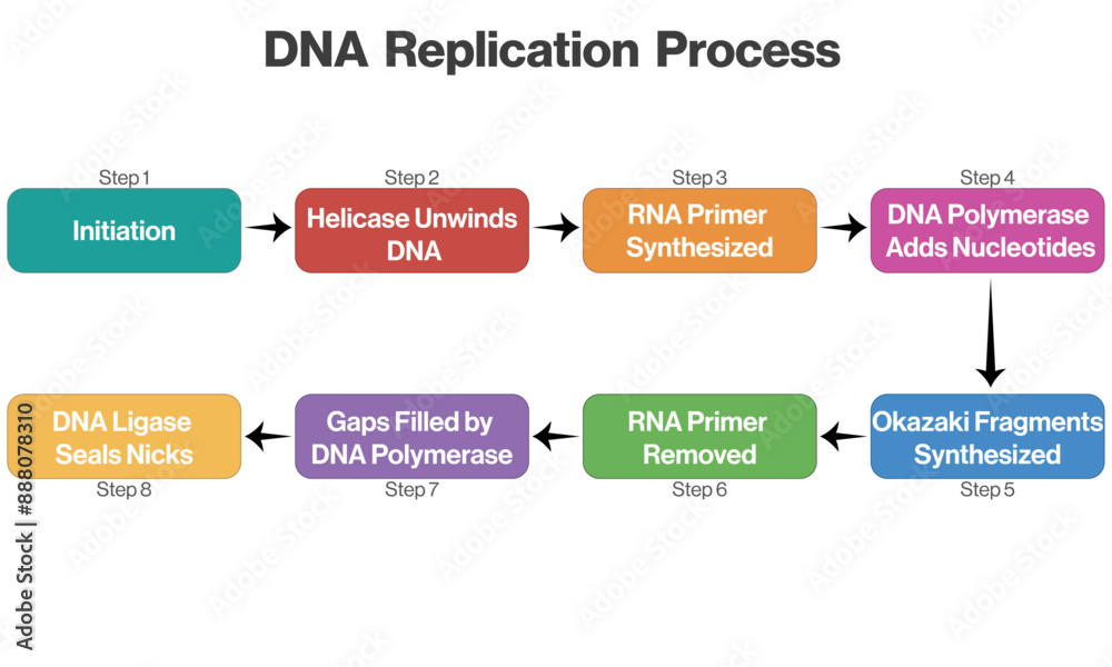 DNA Replication Flowchart, Brief Vector Diagram for Scientific Use on White Background. DNA Replication Flowchart, Brief Vector Diagram for Scientific Use on White Background.