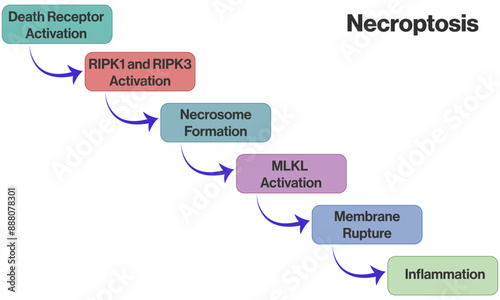  Necroptosis Pathway Flowchart, Brief Vector Diagram for Scientific Study on White Background.