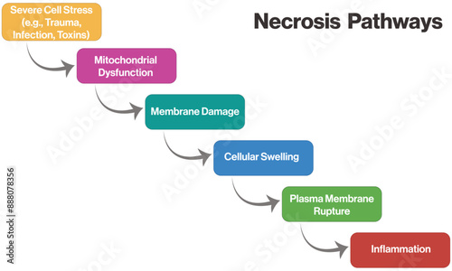 Necrosis Pathway Flowchart, Brief Vector Diagram for Scientific Study on White Background. 