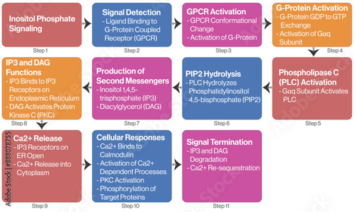 Fotografia Detailed Flowchart of Inositol Phosphate Signaling Pathway, Scientific Vector Illustration on White Background