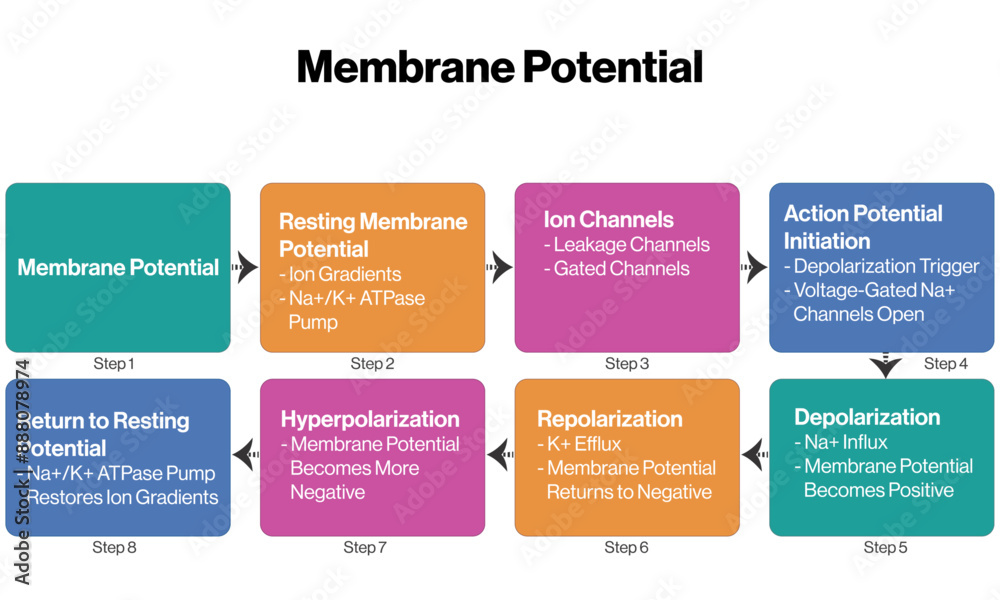 Brief Flowchart of Membrane Potential Dynamics in White Background for Neuroscience and Cellular Biology Vector Illustrations.