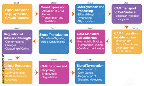 Detailed Flowchart of Cell Adhesion Molecules (CAMs) in White Background for Cellular Biology and Molecular Research Illustrations.