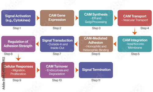 Cell Adhesion Molecules (CAMs) Flowchart Vector Illustration with White Background for Scientific and Educational Use. photo