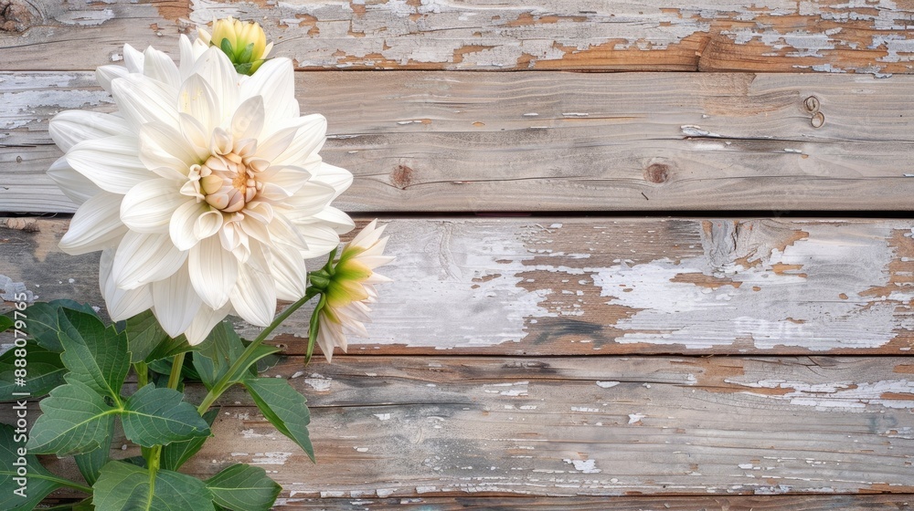White dahlia blossoms on aged wooden planks a charming flower in sunny weather White dahlia blossoms on aged wooden planks a charming flower in sunny weather