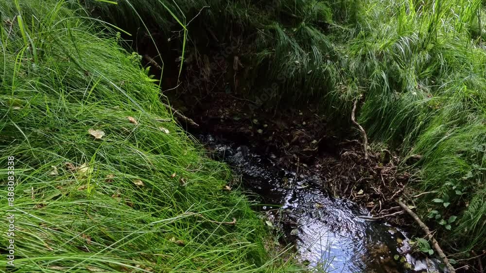 kleiner idyllischer Bach in märchenhaftem Wald - Libellen, Quelle, Wasser, Biotop, Natur

