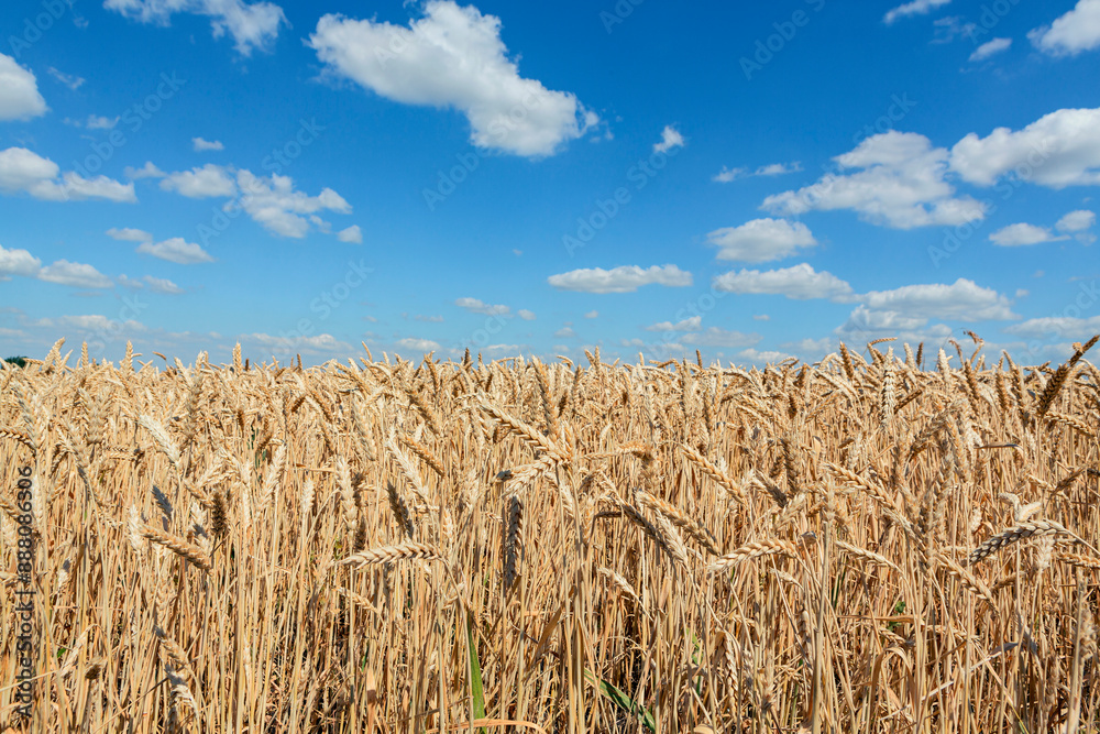 Gold wheat field and blue sky. Crops field. Selective focus Gold wheat field and blue sky. Crops field. Selective focus