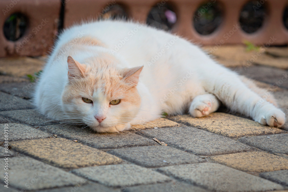 Fototapeta premium White cat breed (Turkish van) close-up on the street.