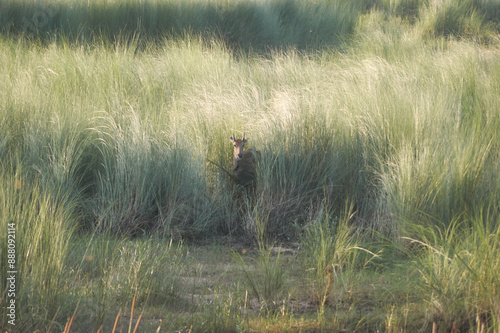 nilgai (Boselaphus tragocamelus)  nilgau in grassland looking at camera photo