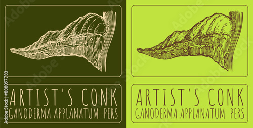 Vector drawing ARTIST'S CONK. Hand drawn illustration. The Latin name is GANODERMA APPLANATUM  PERS.
