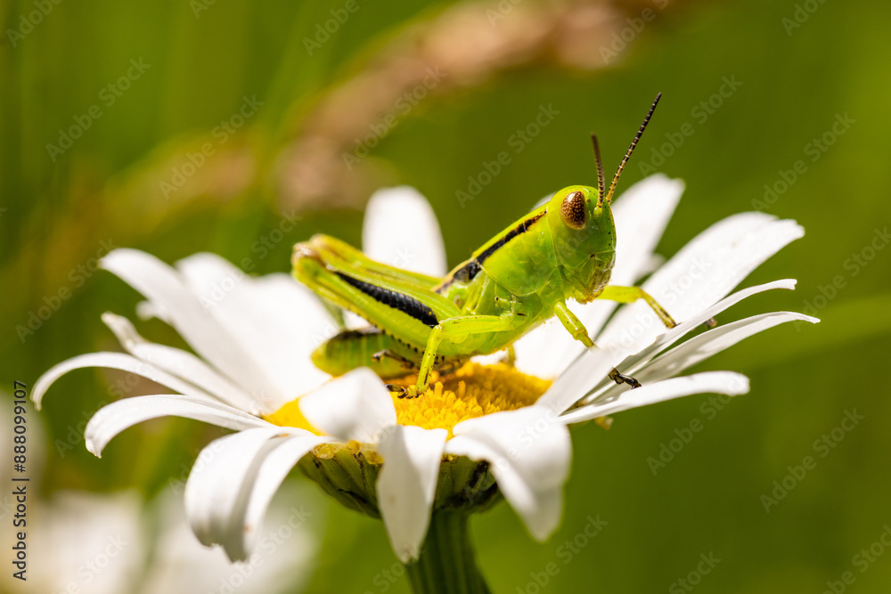 Fototapeta premium Green Grasshopper