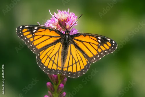 Fototapeta na wymiar Spreaded wings view on a viceroy butterfly on a liatris flower with blurred green background