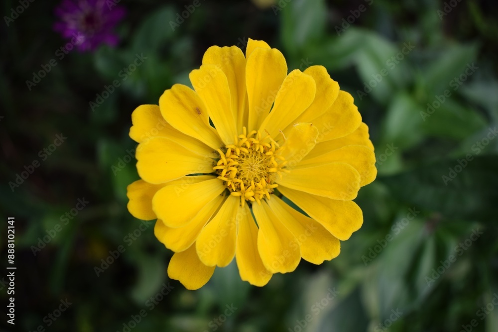 Close up of a yellow zinnia flower in the garden. Summer flowers in the garden. The best flower to the garden. Gardening. Beautiful summer flowers. Sunny flower Close up of a yellow zinnia flower in the garden. Summer flowers in the garden. The best flower to the garden. Gardening. Beautiful summer flowers. Sunny flower
