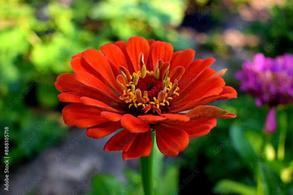 Close up of a red zinnia flower in the garden. Summer flowers in the garden. The best flower to the garden. Gardening. Beautiful summer flowers. Close up of a red zinnia flower in the garden. Summer flowers in the garden. The best flower to the garden. Gardening. Beautiful summer flowers.