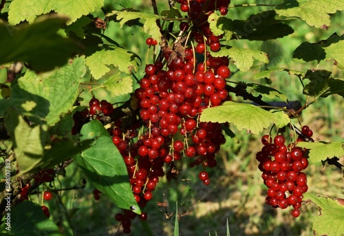 Red currant fruits. Growing red currant