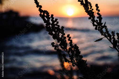 silhouette of a plant in the sunset with soft focus background