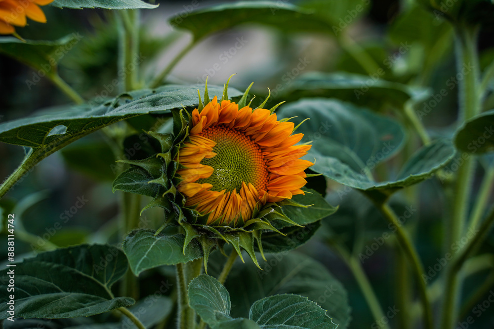 ProCut Goldlite Sunflowers growing outdoors. ProCut Goldlite Sunflowers growing outdoors.