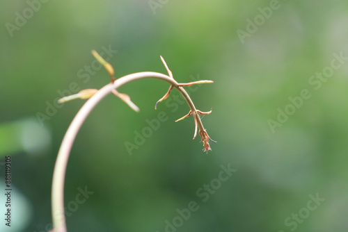 close up of a leaf