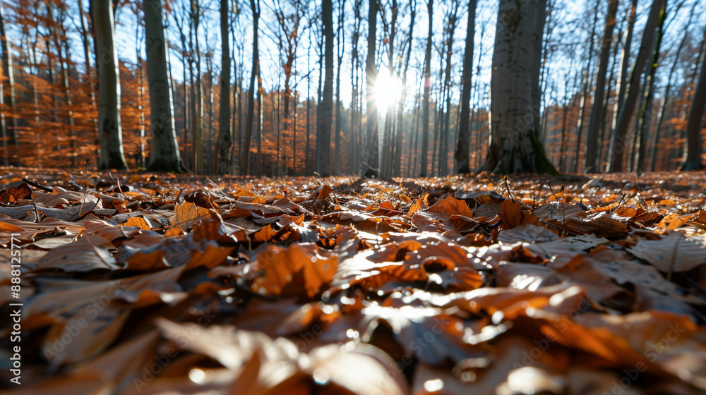 Wide-angle shot of a forest floor covered in autumn leaves and damp soil, with sunlight filtering through the trees Wide-angle shot of a forest floor covered in autumn leaves and damp soil, with sunlight filtering through the trees
