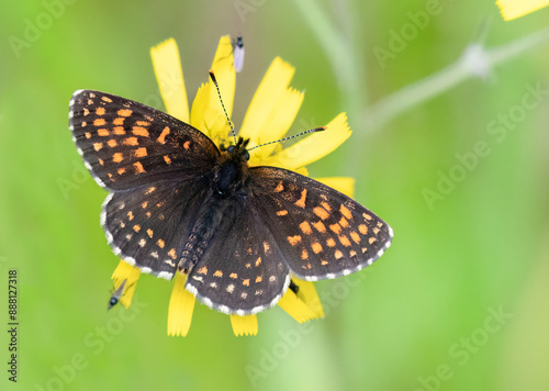 False Heath Fritillary - Melitaea Diamina - Woudparelmoervlinder