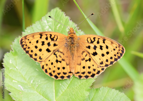 Marbled Fritillary - Brenthis Daphne - Braamparelmoervlinder