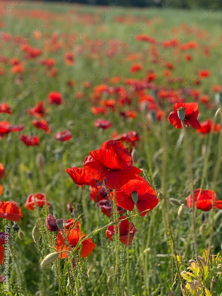 Naklejka premium Mohn im Juni