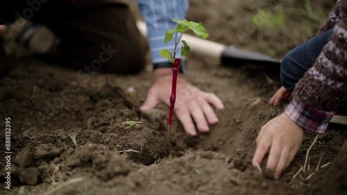 hands of a grown man and a child bury a vineyard sapling in the ground in slow motion