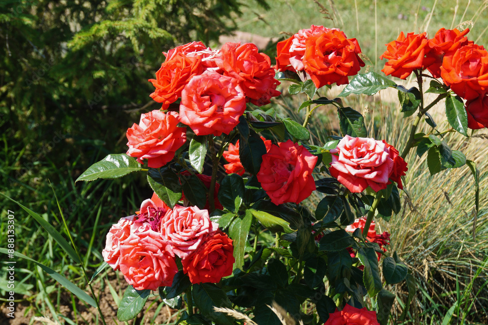 Fototapeta premium A climbing rose grows in the garden on a flower bed