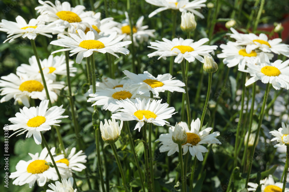 Common cornflower (Leucanthemum vulgare) in the garden on a flower bed Common cornflower (Leucanthemum vulgare) in the garden on a flower bed