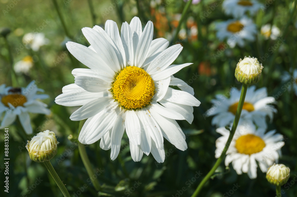 Fototapeta premium Common cornflower (Leucanthemum vulgare) in the garden on a flower bed