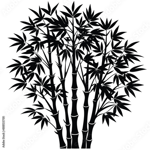 bamboo tree silhouette photo