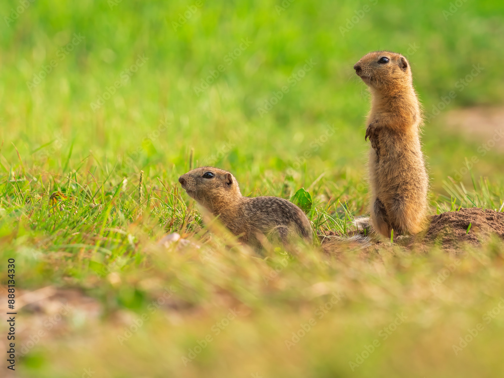 Pair of prairie dogs looking around on a meadow Pair of prairie dogs looking around on a meadow