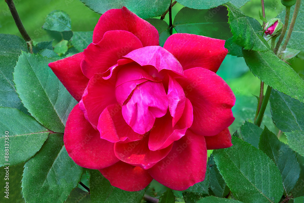 Closeup of lovely flowering rose with bright red petals. Flower photographed against a background of green leaves dusted with tiny specks of pollen. Closeup of lovely flowering rose with bright red petals. Flower photographed against a background of green leaves dusted with tiny specks of pollen.
