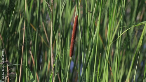 Bullrush flower spike in the wetland photo