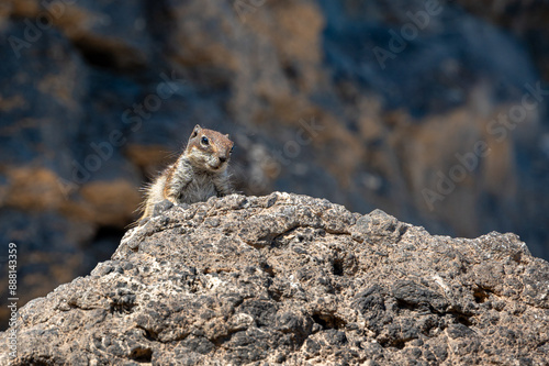 Barbary ground squirrel, atlantoxerus getulus, invasive species scavenging for food amongst rocks, Costa Calma, Fuerteventura photo