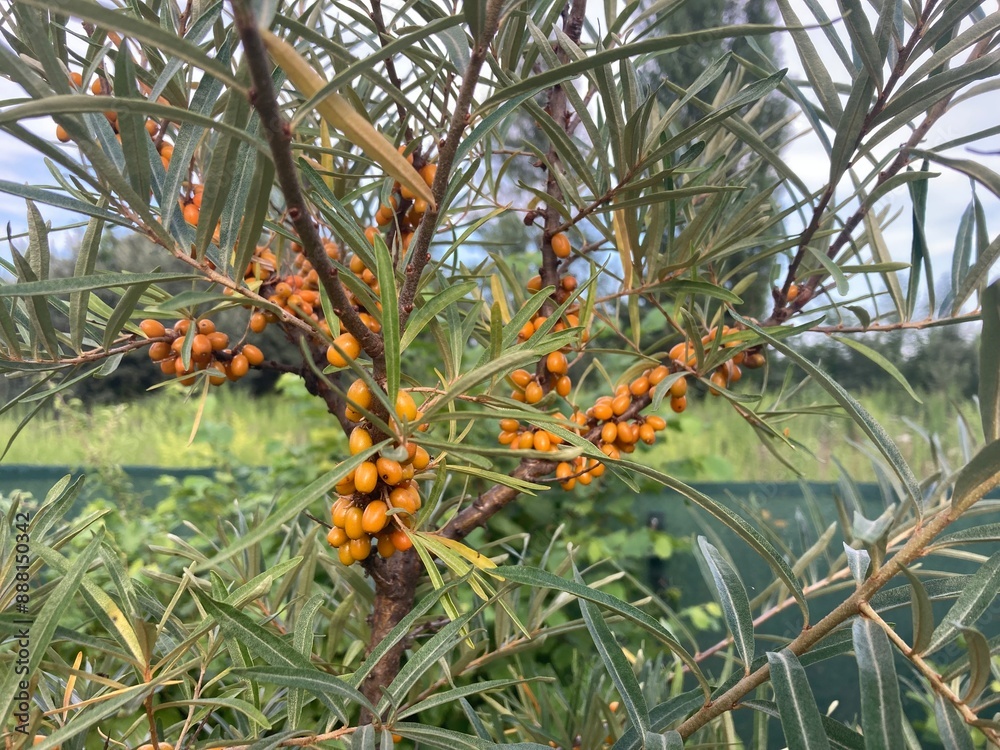 Fototapeta premium A ripe sea buckthorn berry on a tree in summer
