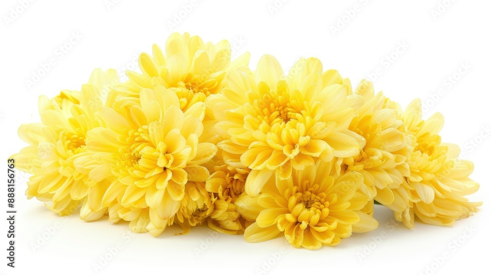 Fresh yellow chrysanthemum flowers isolated on a white background, perfect for elegant and natural themes Fresh yellow chrysanthemum flowers isolated on a white background, perfect for elegant and natural themes
