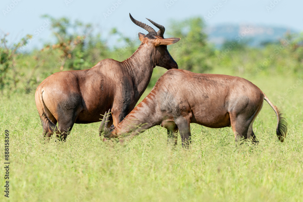 Damalisque, Damaliscus lunatus, Parc national Kruger, Afrique du Sud Damalisque, Damaliscus lunatus, Parc national Kruger, Afrique du Sud