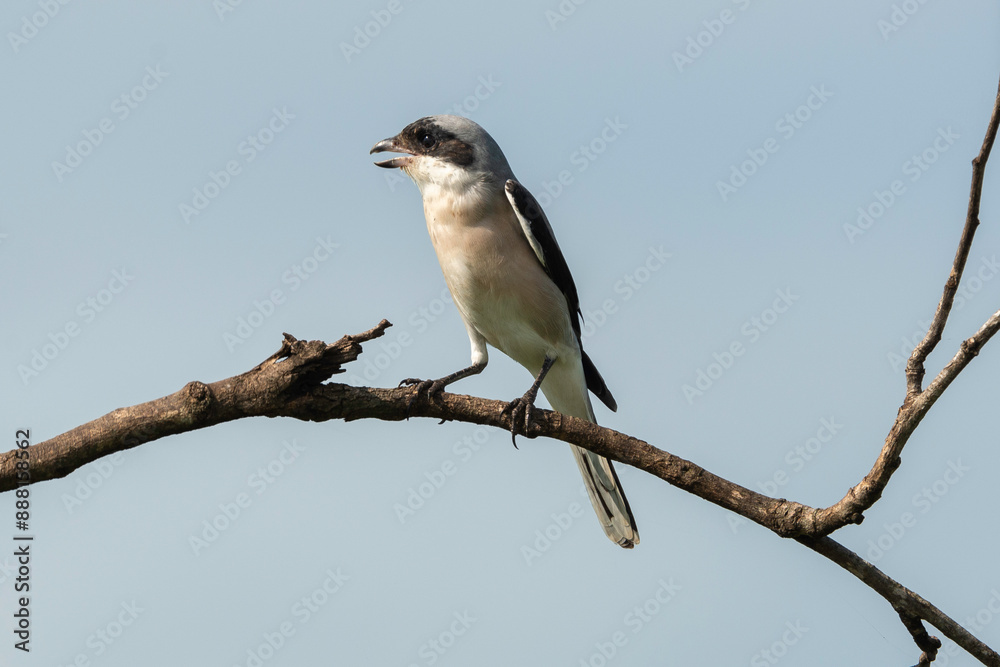 Pie grièche à poitrine rose, .Lanius minor, Lesser Grey Shrike Pie grièche à poitrine rose, .Lanius minor, Lesser Grey Shrike