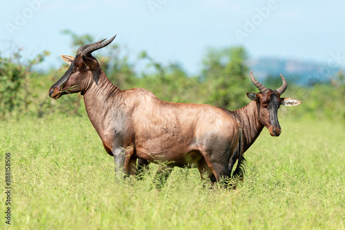 Damalisque, Damaliscus lunatus, Parc national Kruger, Afrique du Sud photo
