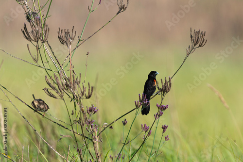 Euplecte à longue queue, mâle et femelle, .Euplectes progne, Long tailed Widowbird, Afrique du Sud photo