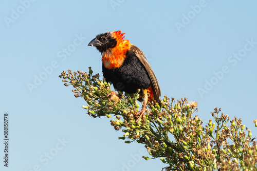 Euplecte ignicolore, male, .Euplectes orix, Southern Red Bishop, Afrique du Sud photo