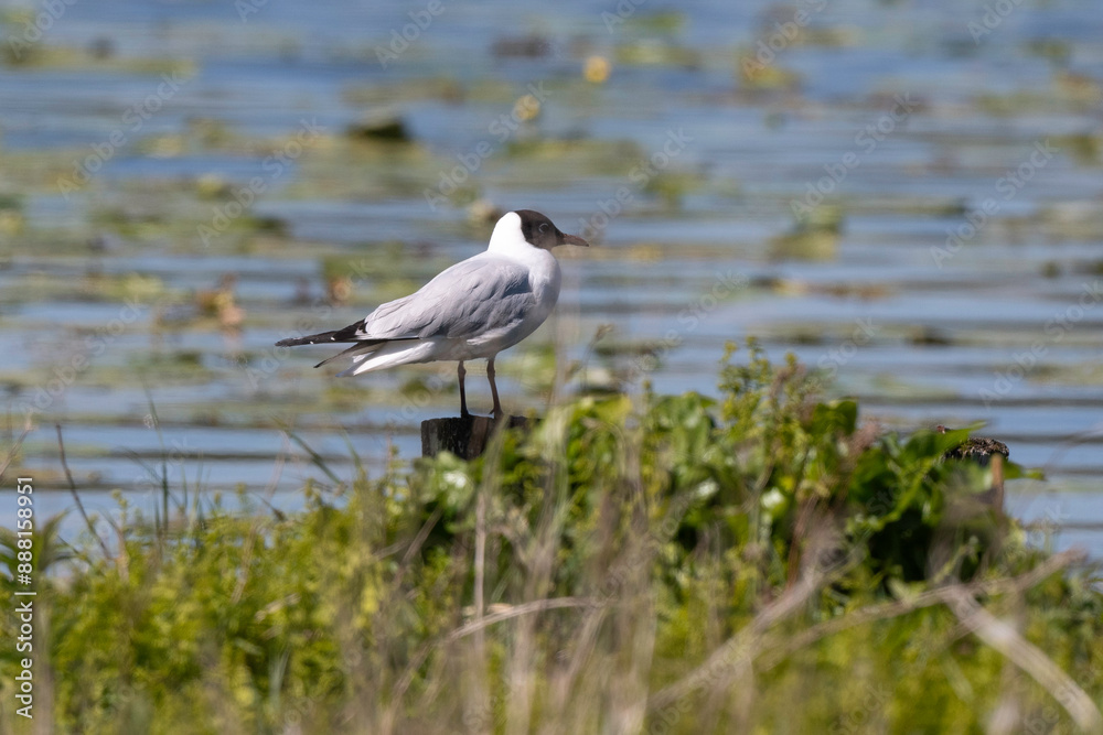 Mouette rieuse,.Chroicocephalus ridibundus, Black headed Gull, Etang aux Moines, Chemin des marais, Marais de Fontenay, Marais des Basses Vallées de l'Essonne et de la Juine, Essonne, 91, France Mouette rieuse,.Chroicocephalus ridibundus, Black headed Gull, Etang aux Moines, Chemin des marais, Marais de Fontenay, Marais des Basses Vallées de l'Essonne et de la Juine, Essonne, 91, France