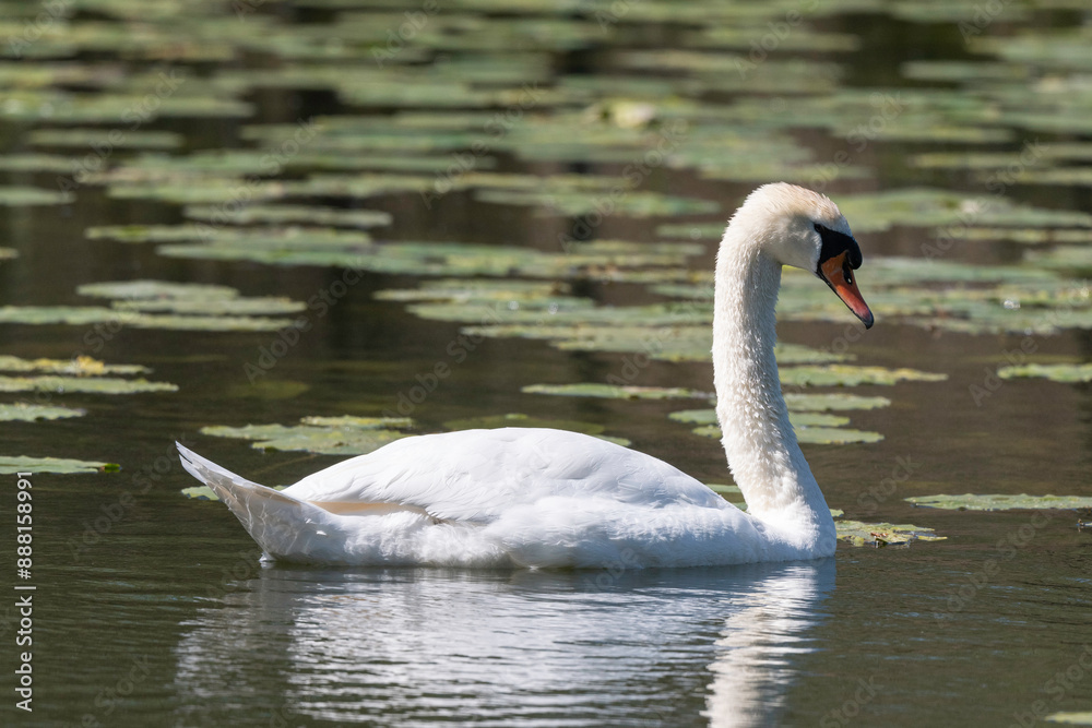 Cygne tuberculé,.Cygnus olor, Mute Swan Cygne tuberculé,.Cygnus olor, Mute Swan