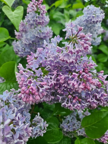 beautiful Lilac - close up photography in Berlin Treptow/Köpenick