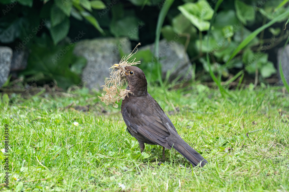 Obraz premium female common blackbird (Turdus merula) with with nesting material in its beak