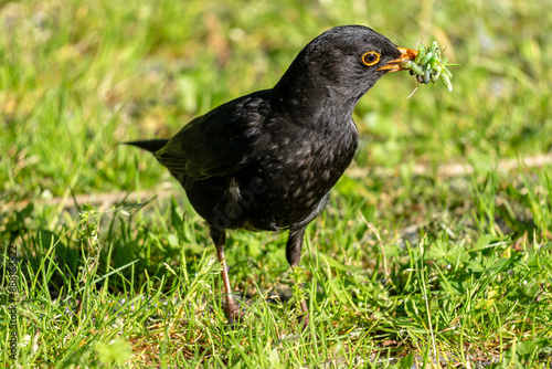 male common blackbird (Turdus merula) with caterpillars in its beak as food for the chicks