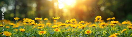 Field of yellow daisies basking in the morning sunlight. Generative AI 