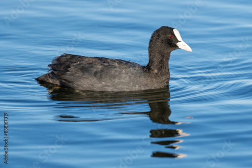 Eurasian coot (Fulica atra) swimming on a lake photo